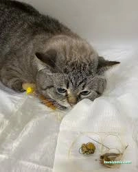 Niğde Pet Plus Veteriner Kliniği Niğde Pet Plus Veteriner Kliniği