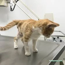 Niğde Pet Plus Veteriner Kliniği Niğde Pet Plus Veteriner Kliniği