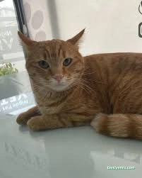 Niğde Pet Plus Veteriner Kliniği Niğde Pet Plus Veteriner Kliniği