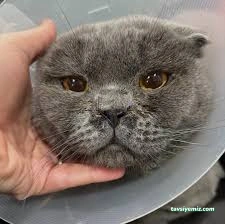 Niğde Pet Plus Veteriner Kliniği Niğde Pet Plus Veteriner Kliniği