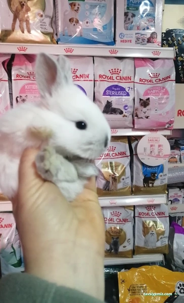 Nihal Pet Shop