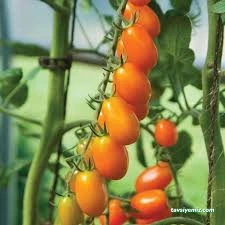 Nova Fidancılık Bitki Market Nova Fidancılık Bitki Market