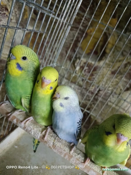 Ogi Petshop & Akvaryum Ogi Petshop & Akvaryum