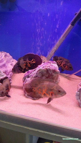 Okyanus Pet Akuaristik Okyanus Pet Akuaristik