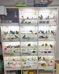 Okyanus Pet Akuaristik Okyanus Pet Akuaristik