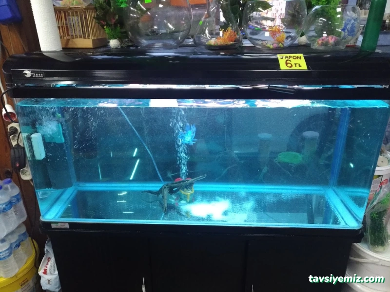 Okyanus Pet Akuaristik Okyanus Pet Akuaristik