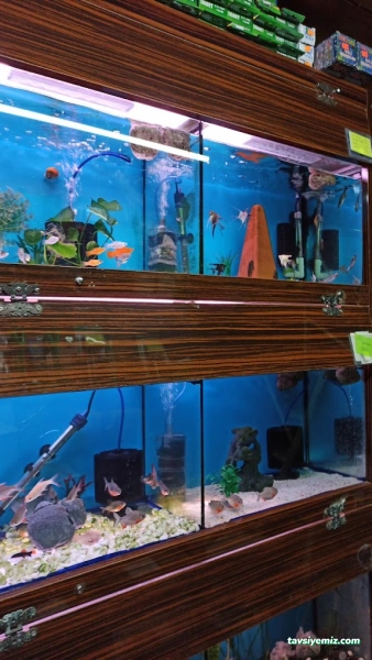 Okyanus Pet Akuaristik Okyanus Pet Akuaristik