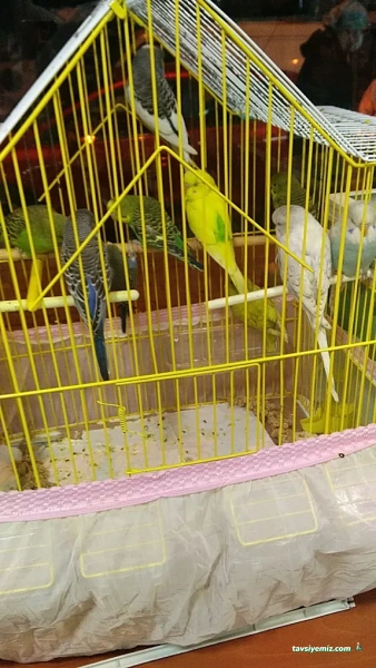 Okyanus Petshop