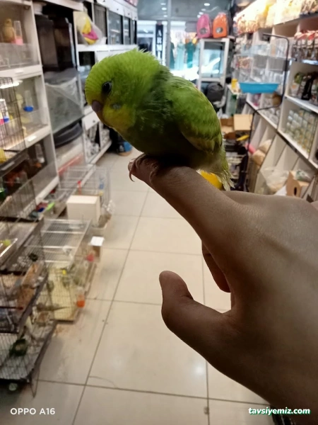 Okyanus Petshop Okyanus Petshop