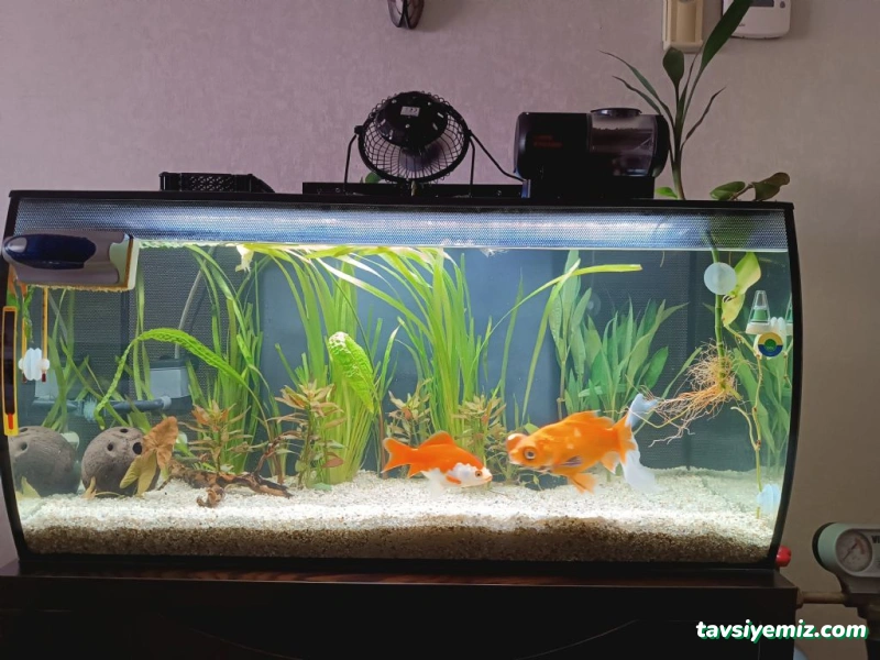 Öncel Akvaryum Petshop Öncel Akvaryum Petshop