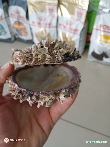 Öncel Akvaryum Petshop Öncel Akvaryum Petshop