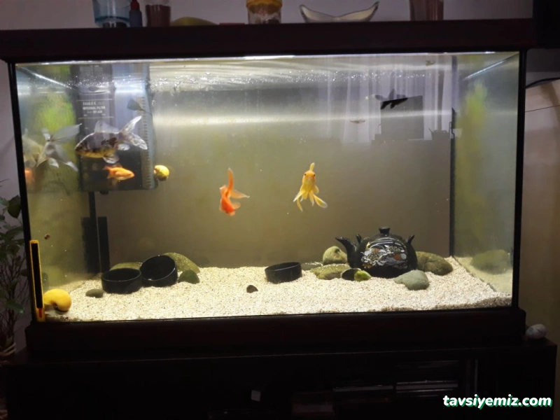 Öncel Akvaryum Petshop Öncel Akvaryum Petshop