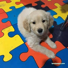 Osmaniye Petshop Pet Love My 328 Pet Shop Osmaniye Petshop Pet Love My 328 Pet Shop