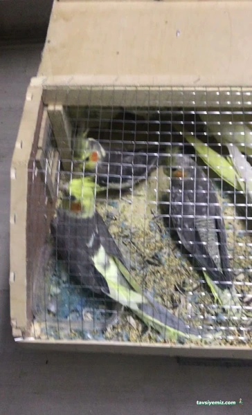 Osmanlı Petshop