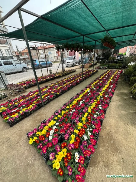 Öz Aker Çiçekcilik & Fidancılık Ve Peyzaj Öz Aker Çiçekcilik & Fidancılık Ve Peyzaj