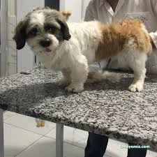 Özen Pet Kuaförü Özen Pet Kuaförü