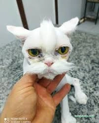 Özen Pet Kuaförü Özen Pet Kuaförü