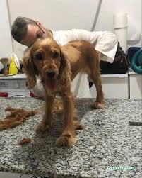 Özen Pet Kuaförü Özen Pet Kuaförü
