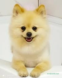 Özen Pet Kuaförü Özen Pet Kuaförü
