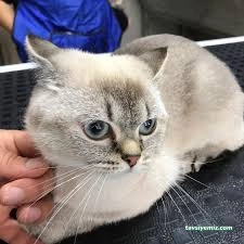 Pati Baba Pet Grooming Pati Baba Pet Grooming
