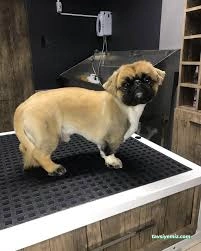 Pati Baba Pet Grooming Pati Baba Pet Grooming