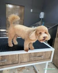 Pati Baba Pet Grooming Pati Baba Pet Grooming