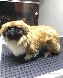 Pati Baba Pet Grooming Pati Baba Pet Grooming