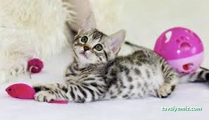 Pati Pet Evcil Hayvan Oteli Pati Pet Evcil Hayvan Oteli