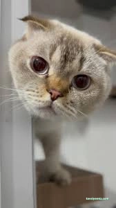 Pati Pet Evcil Hayvan Oteli Pati Pet Evcil Hayvan Oteli