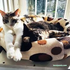 Pati Pet Evcil Hayvan Oteli Pati Pet Evcil Hayvan Oteli