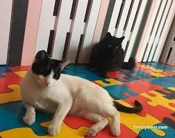 Pati Pet Evcil Hayvan Oteli Pati Pet Evcil Hayvan Oteli