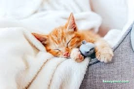 Pati Pet Evcil Hayvan Oteli Pati Pet Evcil Hayvan Oteli