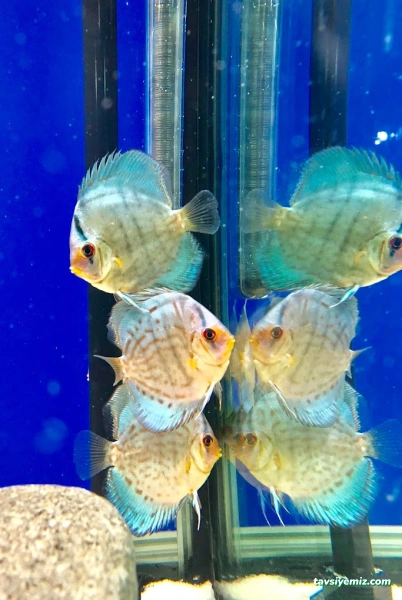 Pati Petshop