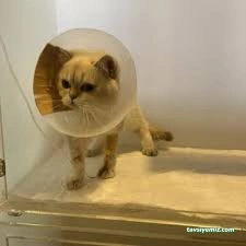 Patika Veteriner Kliniği | Elazığ Veteriner | Elazığ Veteriner Kliniği Patika Veteriner Kliniği | Elazığ Veteriner | Elazığ Veteriner Kliniği