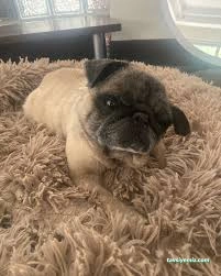 Patilance Köpek Oteli/ Kreş Patilance Köpek Oteli/ Kreş