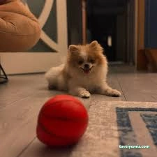 Patilance Köpek Oteli/ Kreş Patilance Köpek Oteli/ Kreş