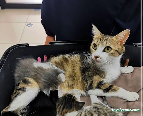 Patipaty Pet Veteriner Kliniği Patipaty Pet Veteriner Kliniği