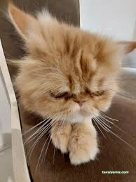 Patipaty Pet Veteriner Kliniği Patipaty Pet Veteriner Kliniği