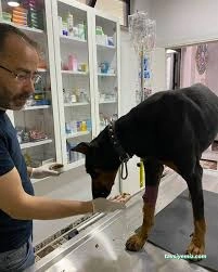Pet Akademi Veteriner Kliniği Pet Akademi Veteriner Kliniği