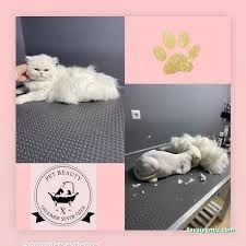 Pet Beauty Sevde Özer Pet Beauty Sevde Özer