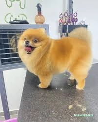Pet Beauty Sevde Özer Pet Beauty Sevde Özer
