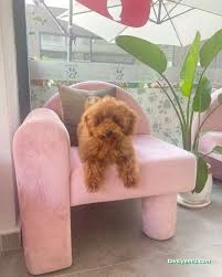Pet Beauty Sevde Özer Pet Beauty Sevde Özer