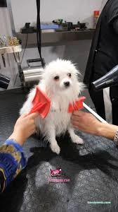 Pet Kuaför Ezgi Pet Kuaför Ezgi