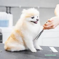 Pet Kuaför Ezgi Pet Kuaför Ezgi