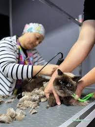 Pet Kuaför Zonguldak