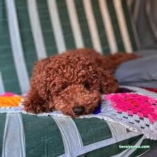 Pet Palace Kedi Köpek Oteli Pet Palace Kedi Köpek Oteli