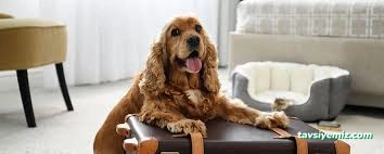 Pet Palace Kedi Köpek Oteli Pet Palace Kedi Köpek Oteli