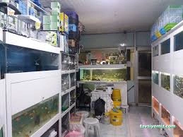 Pet Shop Marketim - Kocaeli Ve İzmit Akvaryum Mağazası Pet Shop Marketim - Kocaeli Ve İzmit Akvaryum Mağazası