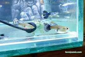 Pet Shop Marketim - Kocaeli Ve İzmit Akvaryum Mağazası Pet Shop Marketim - Kocaeli Ve İzmit Akvaryum Mağazası