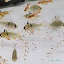 Pet Shop Marketim - Kocaeli Ve İzmit Akvaryum Mağazası Pet Shop Marketim - Kocaeli Ve İzmit Akvaryum Mağazası
